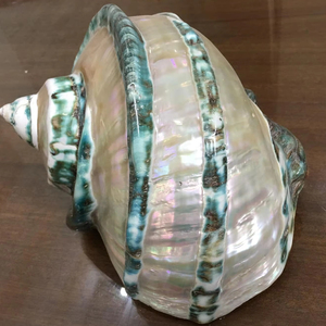 เปลือกหอยเทอร์โบมาร์มาราตัสขนาดใหญ่ สีเขียว หอยทากยักษ์ เปลือกหอยมุกธรรมชาติ สำหรับตกแต่ง ขายส่งจำนวนมาก - Product Image 1