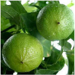 Aceite ESENCIAL DE MENTHA citrata indio natural puro 100% de alta calidad, aceite de fragancia más vendido de exportadores de confianza - Product Image 5