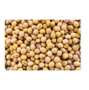 SHUBHALAXMII FOOD INDUSTRY Soja Fresca con Alto Contenido de Proteínas para Procesamiento de Alimentos y Uso en Piensos (Origen Maharashtra) - Product Image 1