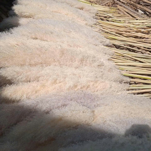 Herbe de roseau séchée blanche naturelle 100% naturelle BLUE LOTUS FARM Vietnam Emballage sous vide pour décoration de mariage, décoration de la maison, arrangement floral - Product Image 4