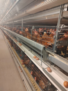 Sistema de Jaulas Tipo H <span class=keywords><strong>para</strong></span> Automatización Avícola Personalizable, Alimentación de <span class=keywords><strong>Gallinas</strong></span> Ponedoras, con Buen <span class=keywords><strong>Precio</strong></span> - Product Image 1