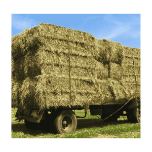 Meilleures pratiques en matière d'exportation d'herbe de Rhodes : les normes que chaque fournisseur doit suivre - Product Image 5