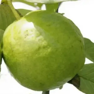 ผงสารสกัดใบฝรั่ง (บรรจุภัณฑ์แบบดรัมสกัดเย็น) - สารสกัดสมุนไพรจากพืชพันธุ์พิซิเดียม กัววา - Product Image 3