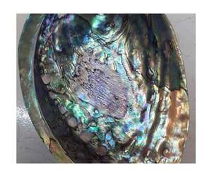 Colorful Natural <b>Abalone</b> <b>Shell</b> For Decorative Accessories Jewelry Crafting And <b>Shell</b> Art Production - Product Image 1