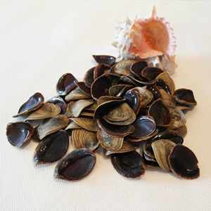 Pendentif en opercule de perle naturelle brute en forme d'œil, lot en gros de coquillages gemmes, coquillages marins, coquillages œil de bœuf - Product Image 4