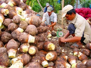 Verduras de taro congeladas de Vietnam Precio de fábrica Verduras congeladas de calidad premium-Sra. Esther - Product Image 5