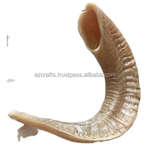Cuerno de Shofar de carnero Natural de la mejor calidad, estilo Animal religioso pulido, artesanías Z a la venta - Product Image 5