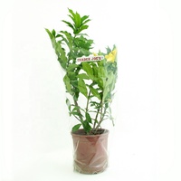Emballage de fleurs vierges biodégradable, recyclable, hautement transparent, imperméable, sans danger pour les aliments, imprimé avec logo personnalisé en usine