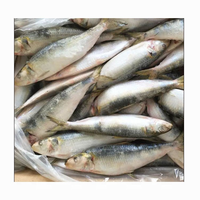 Sardines Entières Fraîches Congelées Pilchardus – Faible MOQ – Fabricant de Sardines Entières Nutritives – Prix de Gros