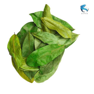 Hojas de Guanábana Secas Premium, Materiales Sueltos para Té de Hierbas, Suministro Directo de Vietnam, Oferta Especial - Product Image 2