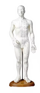 Modelo de Acupuntura Coreana para el Cuerpo Humano, Antirreumático, Masculino, Unisex, Reutilizable, Instrumento de Clase I con Certificación CE - Product Image 3