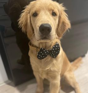 Vente en gros : Meilleures ventes de jolis nœuds pour chiots, petits nœuds pour cheveux, faits à la main en coton et mousse, pour toilettage des animaux, couleur personnalisée - Product Image 6