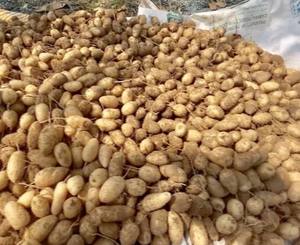 Vegetales de raíz congelados para sopa dulce, tubérculos naturales masticables, procesamiento IQF, suministro al por mayor - Product Image 4