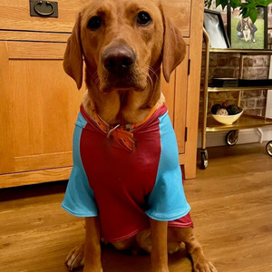 Custom Logo Premium Mesh Dog Dresses Soft Breathable Comfortable Sports Design All Seasons Small Medium - Product Image 4