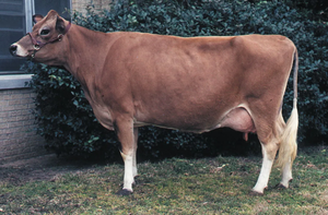 Jersey Dairy <b>Cow</b> Wholesale Supplier for Dairy Breeders and Agricultural Businesses - Product Image 2