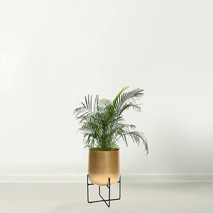 Olly & Rose Gold Plant <b>Stand</b> with <b>Pot</b>, Large Metal Planter, Black <b>Stand</b>, Indoor And Outdoor Planters - Product Image 1