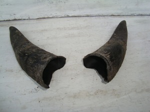 Paires de cornes de chèvre naturelles, finition rustique, écologiques, neuves, de haute qualité pour la décoration et l'artisanat - Product Image 1