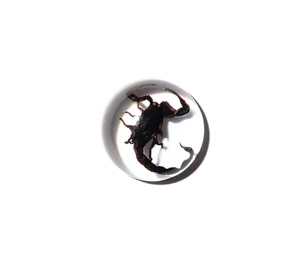 Cabujón de Plástico con Espécimen Real de Escorpión Negro, Redondo, 13x13 mm, Base Plana Transparente, para Manualidades y Joyería - Product Image 2