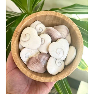 Conchas de Operculum Premium para Colecciones Decorativas, Producción de Incienso y Aplicaciones Comerciales - Product Image 1