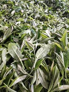 ชาใบกราวิโอลาของเวียดนามต้นทุเรียนเทศธรรมชาติตากแห้งชาสมุนไพรบรรจุเป็นกลุ่มสำหรับผลิตและส่งออก - Product Image 3