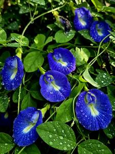 Natural Butterfly Pea Flower <b>Tea</b> Rich Antioxidant <b>Slimming</b> Herbal Ingredient From Vietnam for Healthy Drinks - Product Image 5