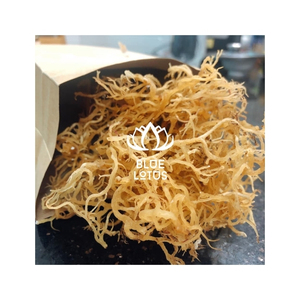 Favoris des clients : Mousse de mer brute séchée, ingrédient pur pour la fabrication de boissons et la préparation de gelées, export en vrac, vente en gros - Product Image 1