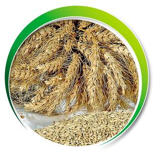 Alimento para Animales a Base de Cebada con Rico Perfil Nutricional, Cebada para una Alimentación Sostenible del Ganado y Productividad Agrícola - Product Image 5