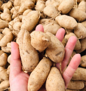 Proveedor Mayorista de Tubérculos Cocidos, Vegetales de Raíz Naturales para Postres, Congelados IQF, Estándar de Exportación - Product Image 1