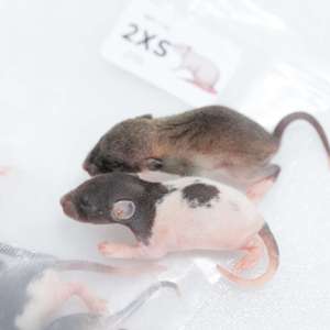 Rats congelés XXS 14-22g, nourriture premium pour serpents, rongeurs, haute teneur en protéines, vente en gros, sans salmonelle, bio-améliorés - Product Image 2