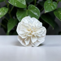 VADEE Kerajinan Bunga Kayu Sola Buatan Tangan Ramah Lingkungan Klasik Warna Gading Dahlia 8.5 CM Serat Tanaman Sesbania Model Thailand VDXXX-072