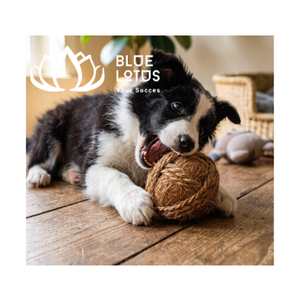 Jouet pour chien en fibre de coco durable, disponible, pour une santé bucco-dentaire naturelle, apaise les mâcheurs agressifs, non toxique, durable - Product Image 1