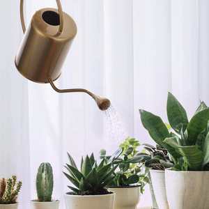 Arrosoir en acier inoxydable couleur or avec becs de pulvérisation amovibles, taille moyenne, pour l'arrosage des plantes d'intérieur et d'extérieur, des fleurs et des jardins - Product Image 3