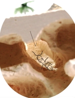 Fourmilière Empire Ants Ant Nest Pro moderne à boutons-pression, légère, transparente, écologique, en acrylique, à couches tridimensionnelles, sans assemblage