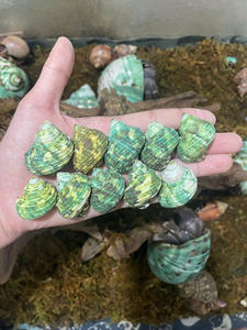 Concha de Turbo Marmoratus Rara, Tamaño Extra Grande, para Piezas de Decoración de Lujo, Calidad de Exportación de Vietnam - Product Image 5