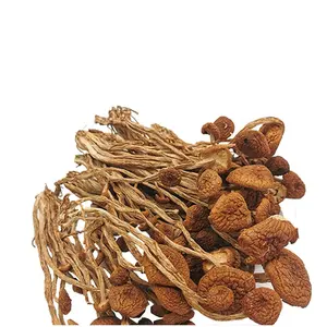 Cha Shu Gu Seta de árbol de té de alta calidad Nuevo Agrocybe Aegerita fresco y seco