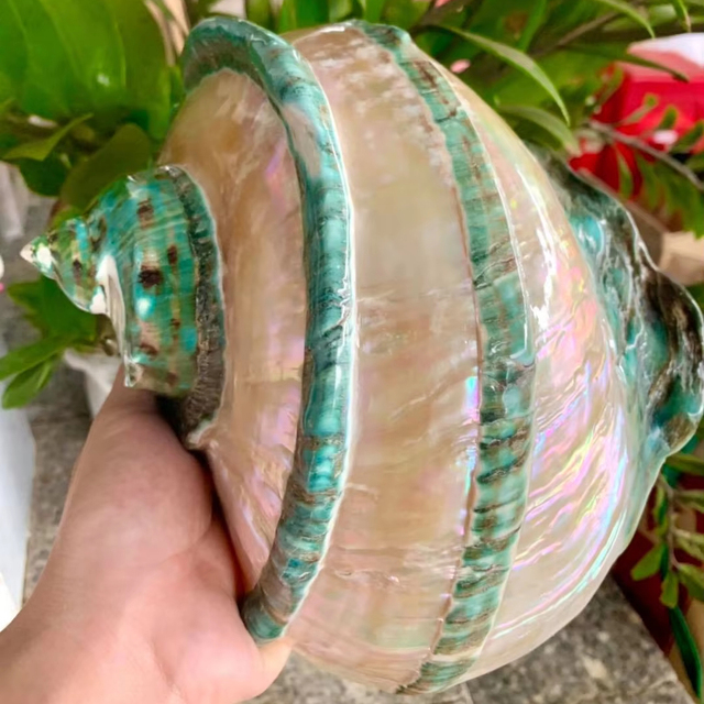 Natural Turbo Marmoratus Shell Giant Green Turban Snail Shell Mother Of Pearl Large Conch Seashell Vietnam Wholesale Factory