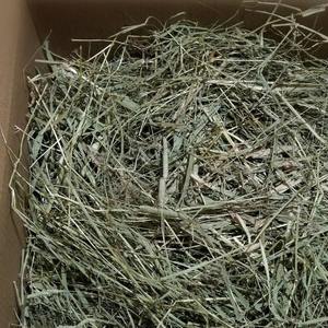 หญ้าอัลฟัลฟ่าคุณภาพสูง/หญ้าทิโมธีอัลฟัลฟ่า/หญ้าอัลฟัลฟ่าราคาถูกสำหรับอาหารสัตว์ - Product Image 5