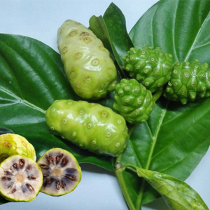 Hojas de Noni Secas de Vietnam para la Elaboración de Bebidas Aromáticas y la Formulación de Líneas de Energía Natural de 99 Gold Data - Product Image 1