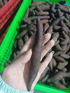 Vente en gros de cubes de patate douce surgelée IQF, patate douce surgelée, fournisseur de snacks et de produits transformés du Vietnam - Product Image 2