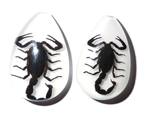 Black Scorpion Real Specimen Plastic Cabochon Pear Cut <b>Top</b> 46x30 mm White Flat Bottom for Crafts and Jewelry Making - Product Image 1