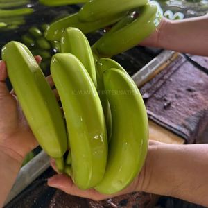 Bananes vertes vietnamiennes fraîches pour les importateurs - Product Image 5