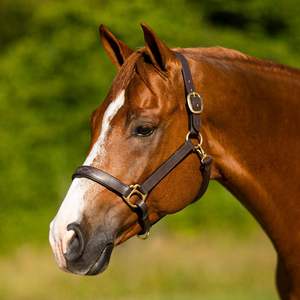 Cabestro de Cuero para Caballo de Polo de Alta Calidad, Producto Textil y de Cuero Premium - Product Image 1