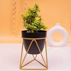 Modern Minimalist Black Flower Pot With Gold Plated Metal Stand For Indoor Desktop <b>Plant</b> Display - Product Image 4