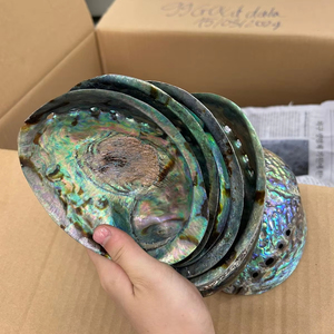 Polished <b>Abalone</b> <b>Shell</b> Decorative Seashell for Jewelry Craft Vietnam Factory Bulk Manufacturer Export - Product Image 1