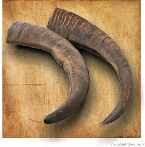 Cuernos de Vaca Orgánicos Pulidos y Ecológicos, Cuernos Vikingos para Beber, Tacto Real, Forma Natural, Aptos para Alimentos, Medievales, para Beber en Casa - Product Image 5