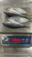 Maquereau entier congelé IQF, poisson de mer chinois, basa, scad rond, qualité supérieure, délicatesse aquatique, carton de 10 kg