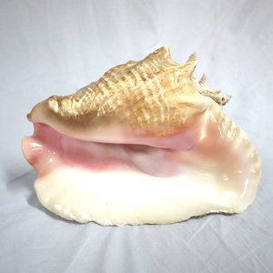 Good price natural sea shells <b>queen</b> conch shell beach nautical decor top quality seashells - Product Image 4