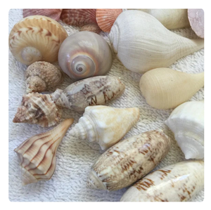 ชุดเปลือกหอยหลากหลายชนิดสำหรับตกแต่งตู้ปลาและใช้เป็นอุปกรณ์ประกอบฉากถ่ายภาพ - Product Image 3
