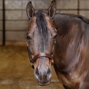 Premium Quality Genuine Leather Horse Riding Style Leather Polo <b>Halter</b> Quality Horse Racing <b>Halter</b> - Product Image 4
