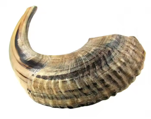 Shofar Kosher de Cuerno de Carnero Pulido con Acabado Natural Sin Olor / Cuerno de Kudu - Product Image 6